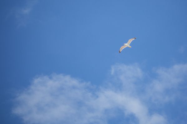 从德国海运到连云港需要多久(海运到德国运费怎么算)